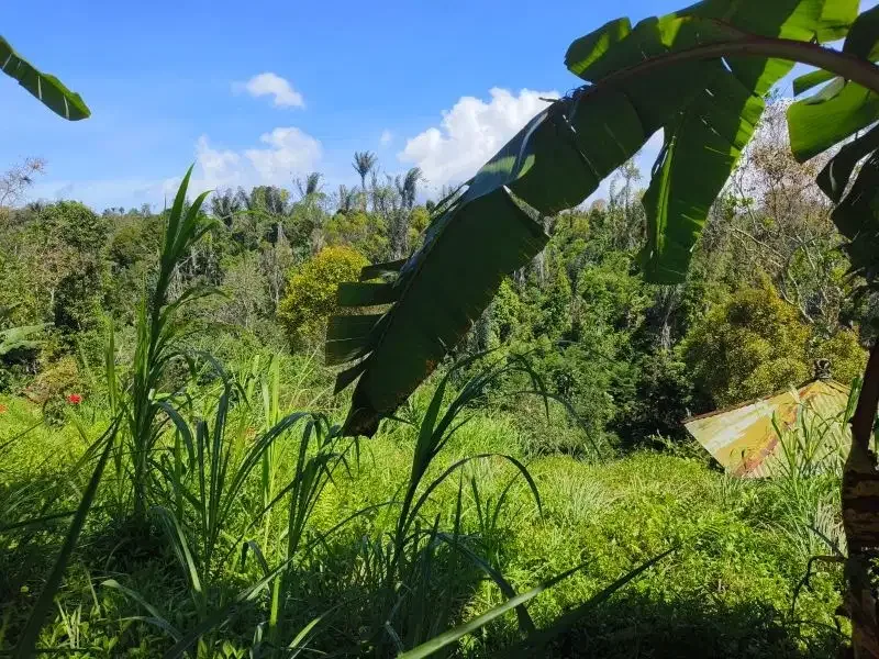 Dijual tanah murah dengan air terjun di bali - Image 6 of 10