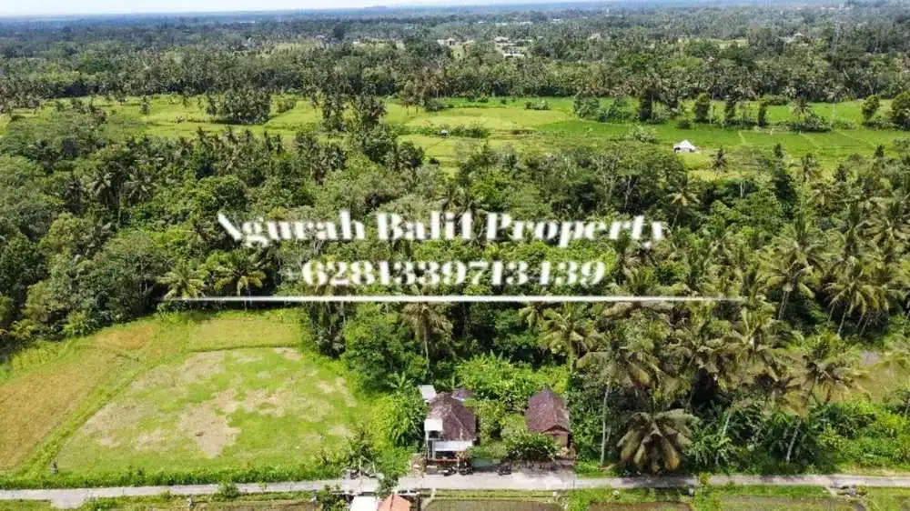Jual Tanah Murah Luas 5700 m2 View Sungai dan Hutan Lingkungan Villa di Pejeng Kangin - Image 1 of 6