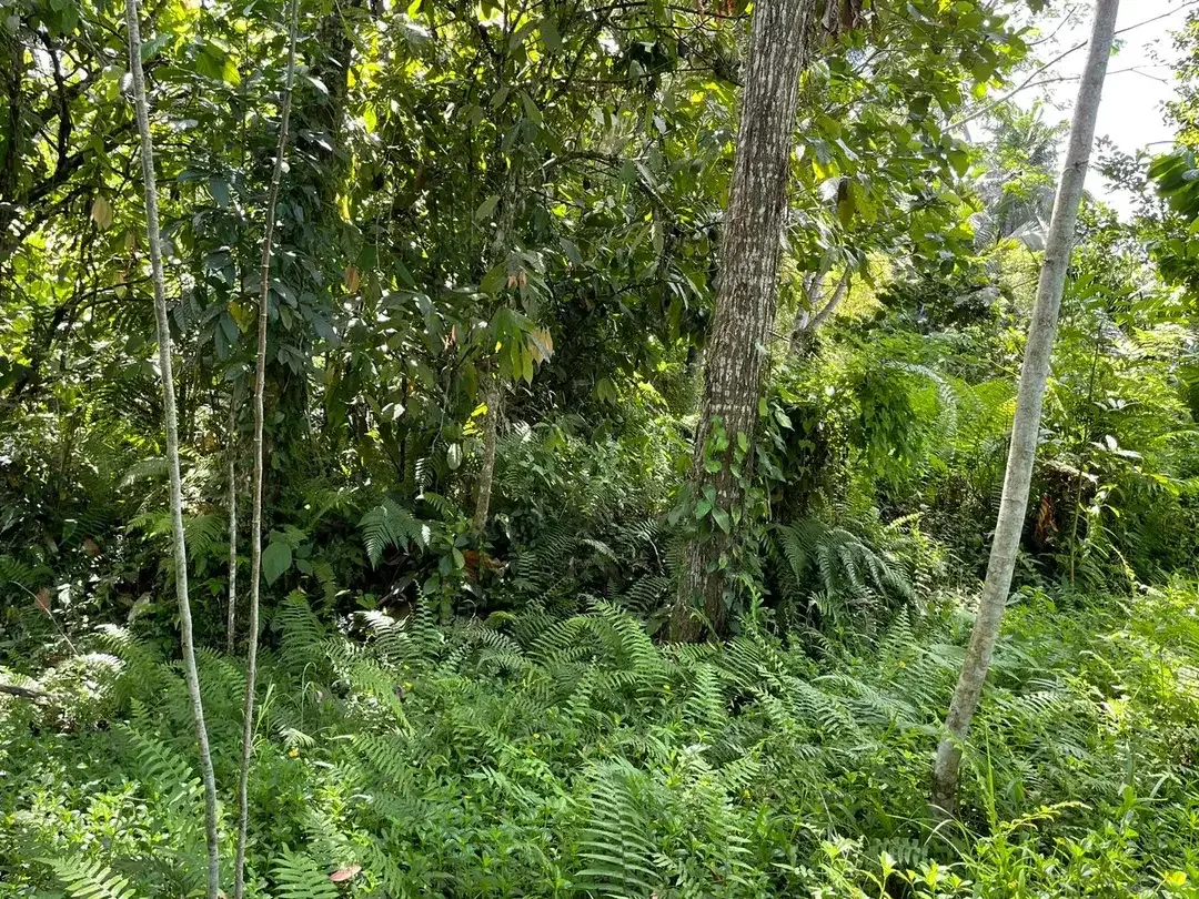 Leasehold land 8857 Sqm In Great Location Ubud - Image 8 of 10