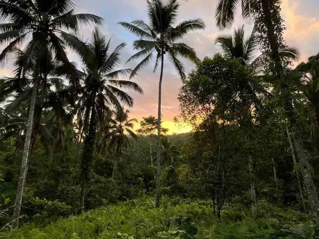 jual tanah kebun Los sungai, view sawah cantik dan sunset yang indah di tabanan bali. - Image 1 of 10
