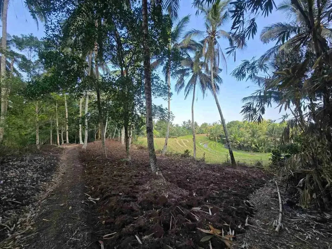 tanah kebun sangat subur dan strategis cocok untuk villa dengan view sawah terasering di area wisata selemadeg - Image 1 of 10