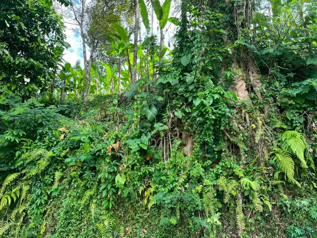 DIJUAL TANAH PREMIUM – PINGGIR JALAN UTAMA DESA BUAHAN, PAYANGAN – GIANYAR - Image 4 of 10