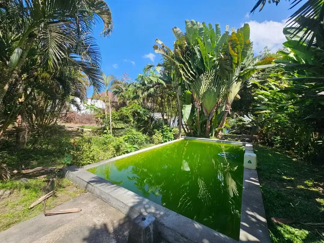 disewakan tanah premium canggu - Image 3 of 9
