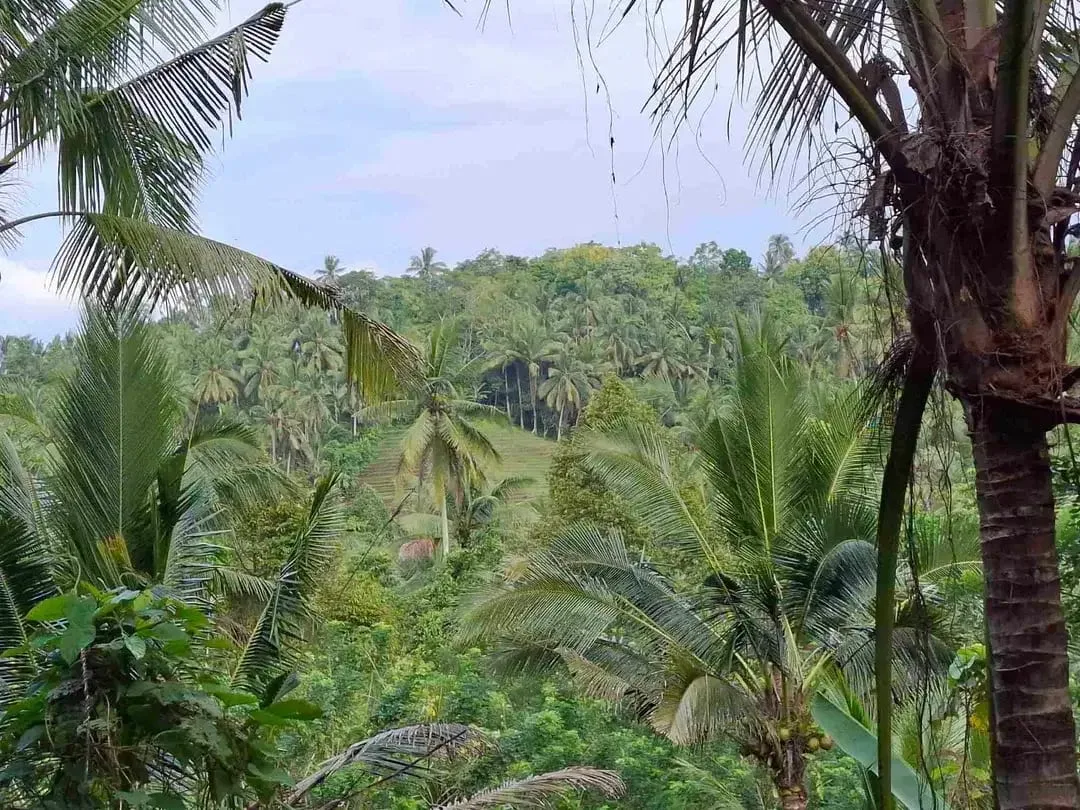 dijual tanah kebun murah los sungai jernih dengan view sawah dan gunung di tabanan bali - Image 7 of 10