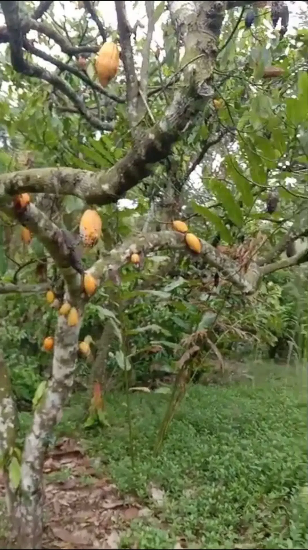 Kebun Cokelat di Selemadeg Tabanan Bali - Image 1 of 6