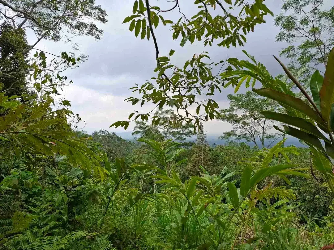 dijual tanah view laut dan perbukitan di wisata unesco jatiluih - Image 3 of 10