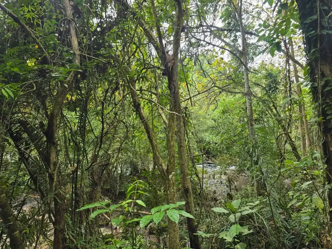 Dijual tanah view sungai dekat villa galalima glamping bali - Image 4 of 10