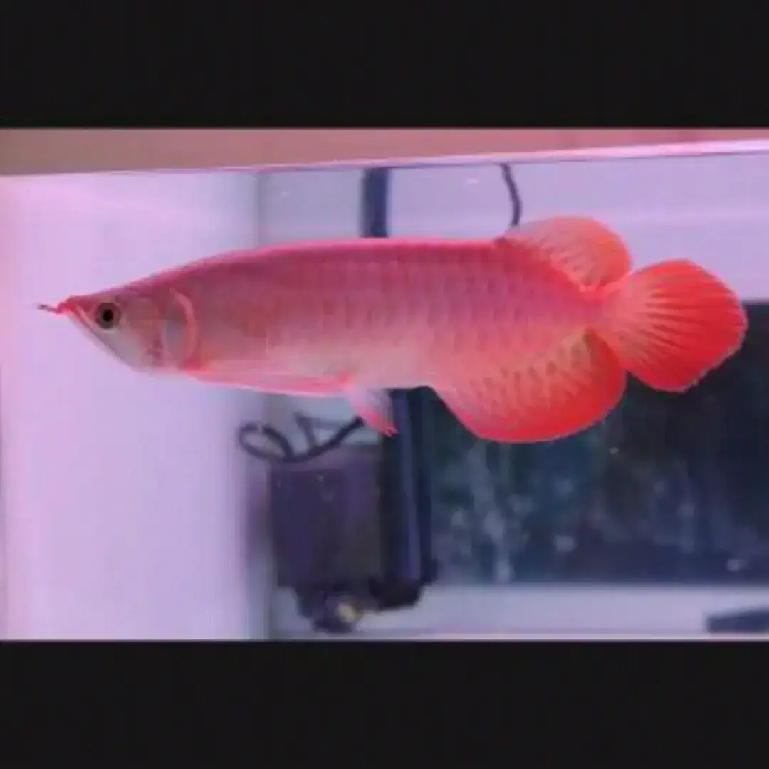Arwana / Arowana Super Red Kalimantan (KUALITAS KONTES) - Image 1 of 6