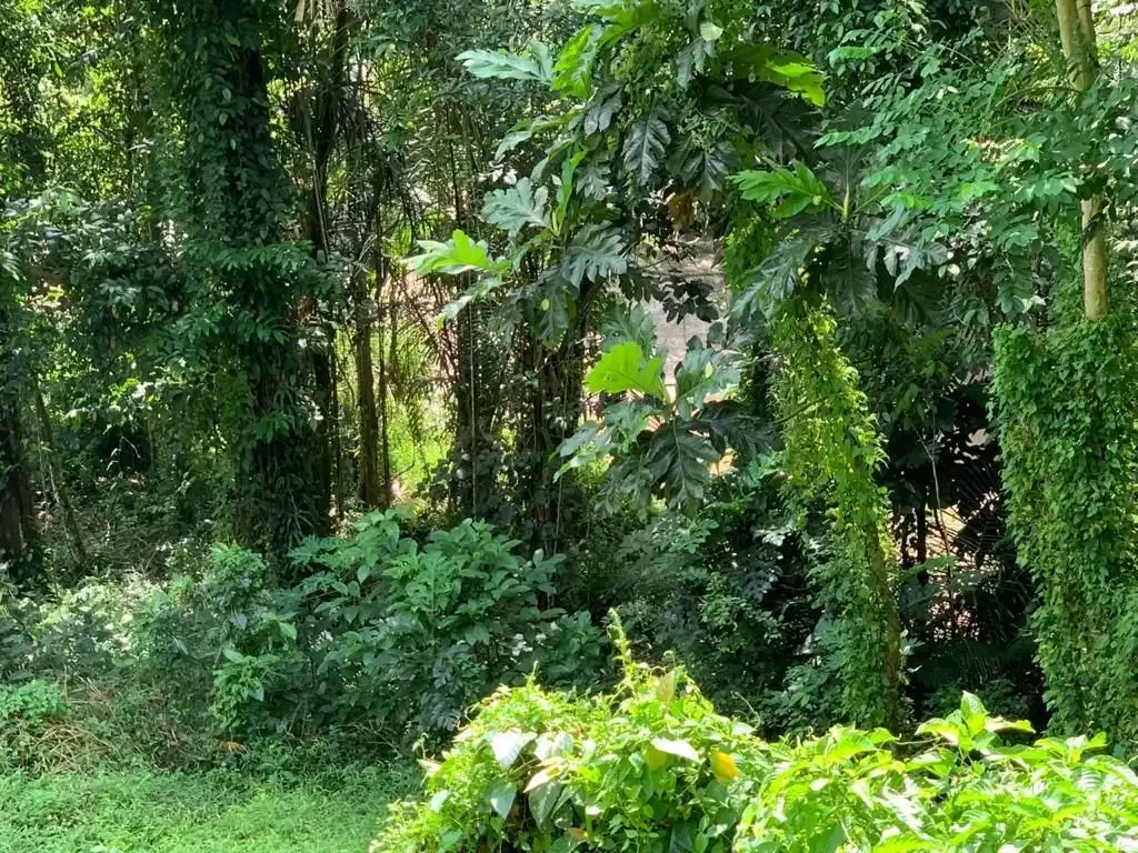 TANAH LOS SUNGAI COCOK UNTUK VILLA LOKASI BUWIT TABANAN - Image 6 of 10