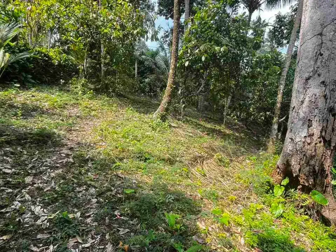 jual tanah kebun aneka buah lokal area pemukiman di tabanan bali. - Image 8 of 10