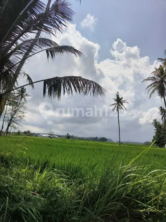 Tanah Pinggir Jalan Utama View Sawah & Pohon Kelapa di Blahkiuh - Image 3 of 4