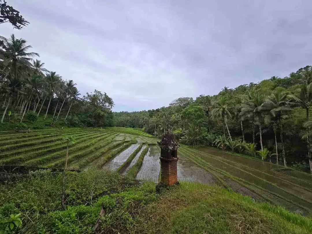 Dijual tanah los sungai dan vieq sawah murah di bali - Image 9 of 10