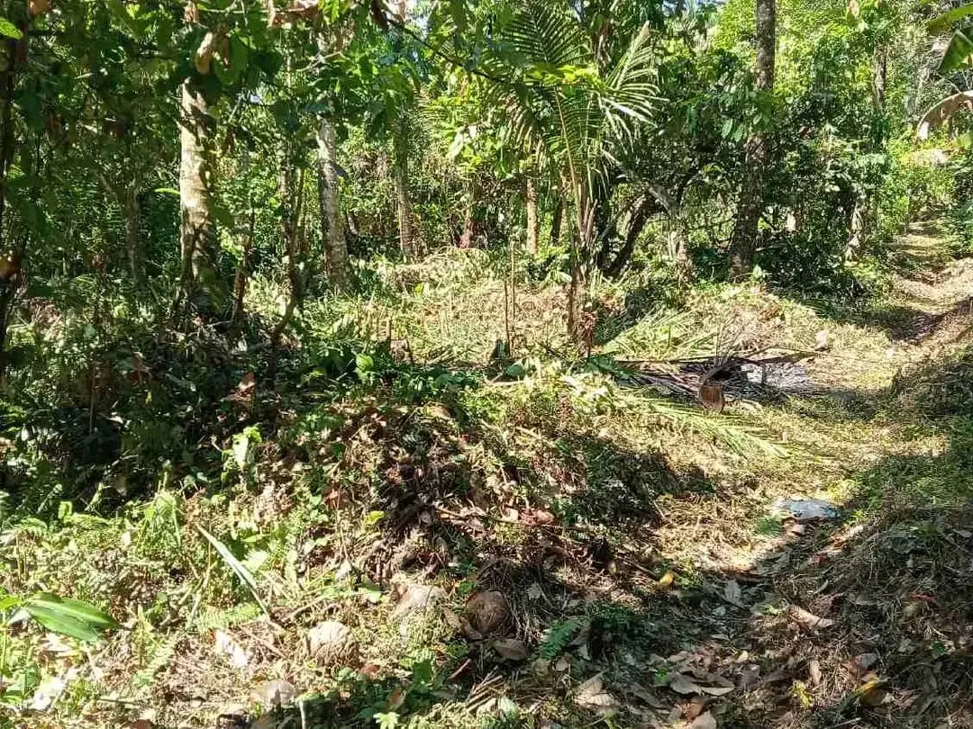 jual tanah kebun los sungai - Image 2 of 2
