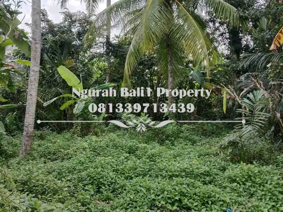 Dijual Tanah Murah Luas 250 m2 Kawasan Villa di Ubud Pejeng - Image 5 of 6