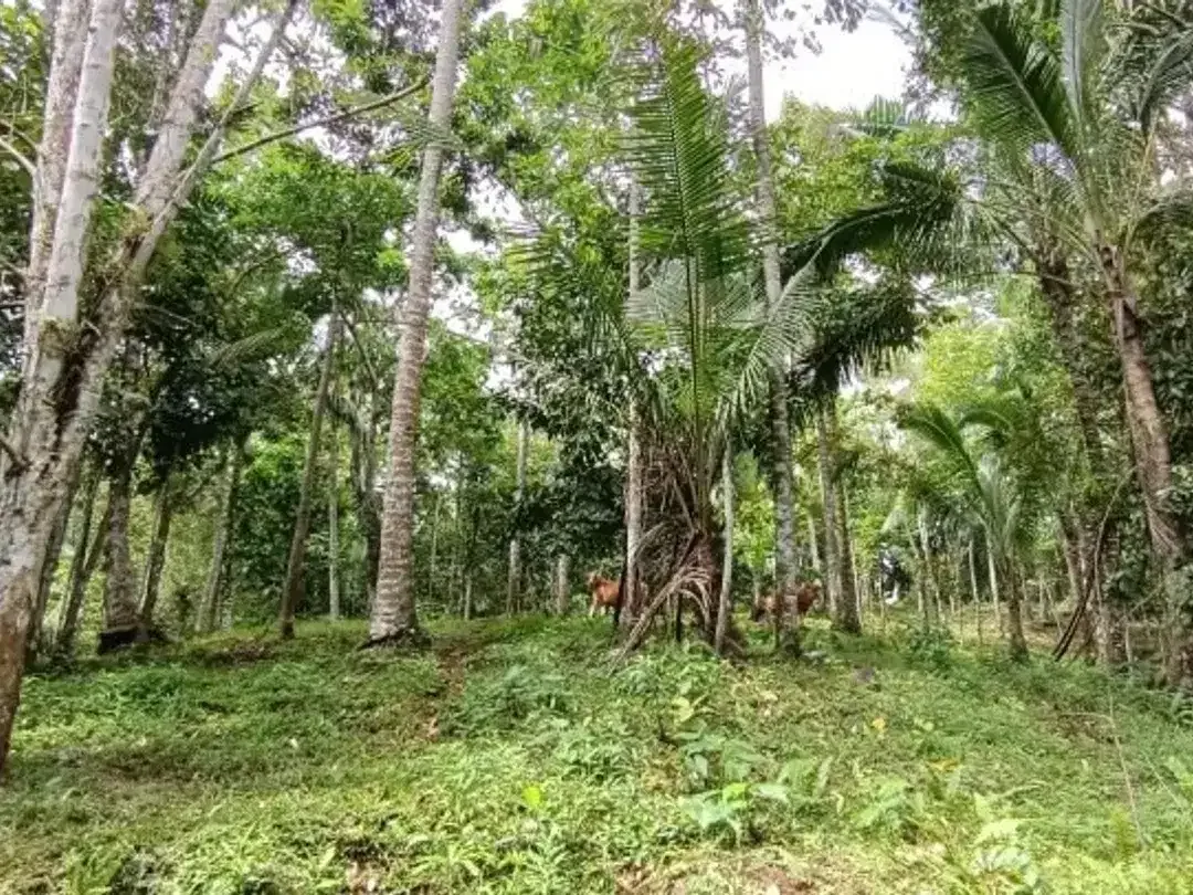 Kebun Durian dan Manggis dekat Villa Bali Lush Tabanan - Image 4 of 5