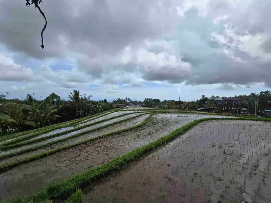 Dijual tanah kecil view sawah terasering di tabanan bali - Image 7 of 10