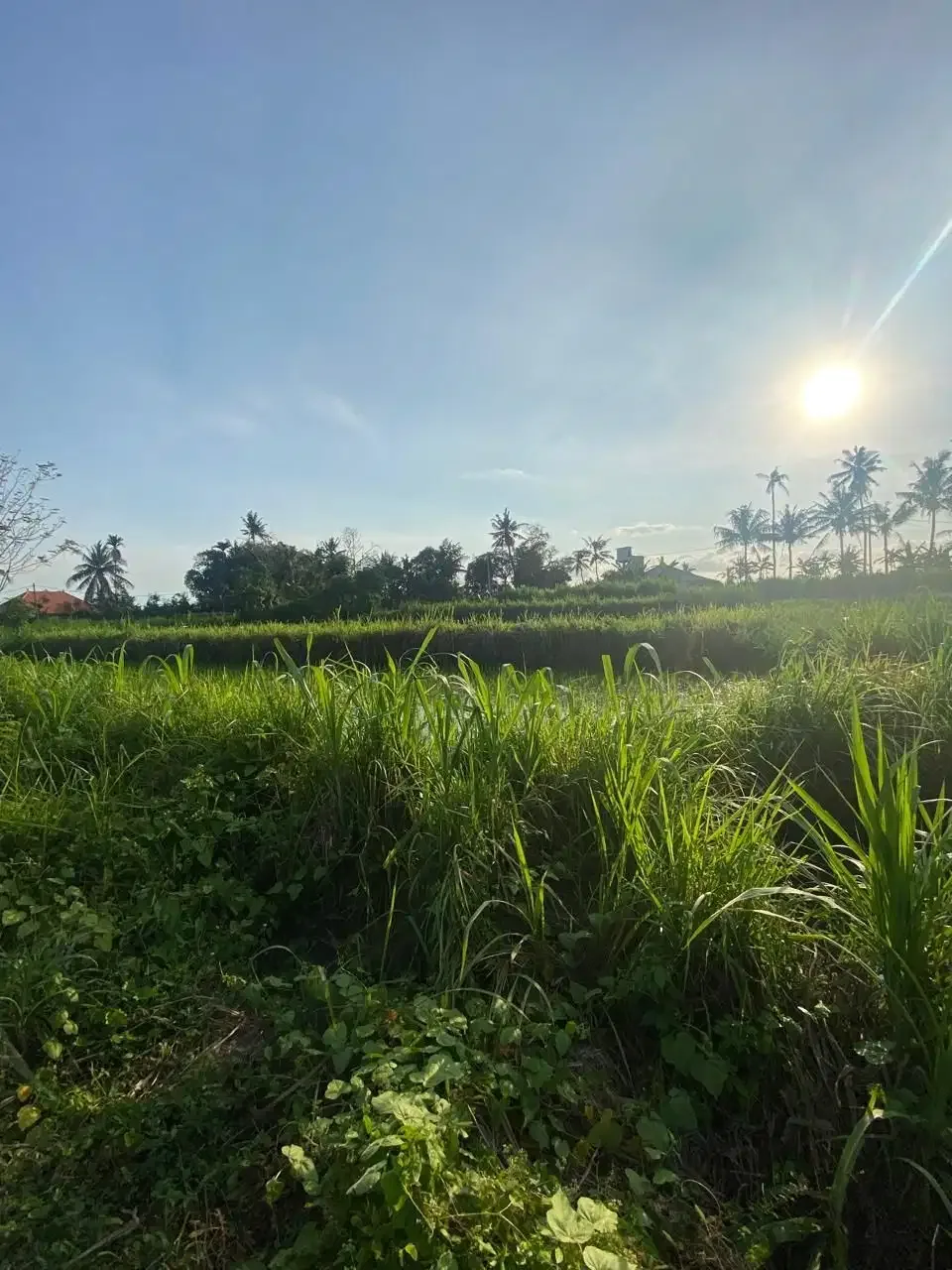 BUC Tanah 21 are Pinggir Jalan Utama di Pering Gianyar - Image 3 of 6