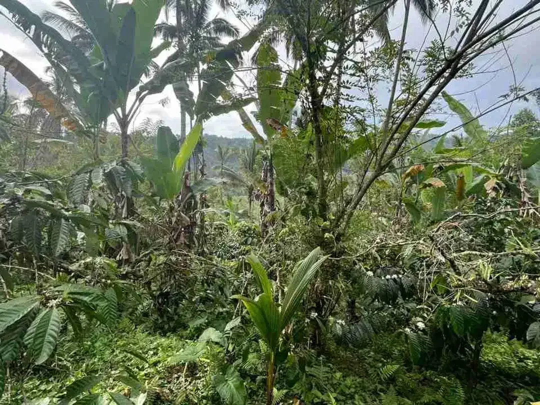 jual tanah kebun kopi Los sungai view sawah di pupuan tabanan bali. - Image 5 of 10