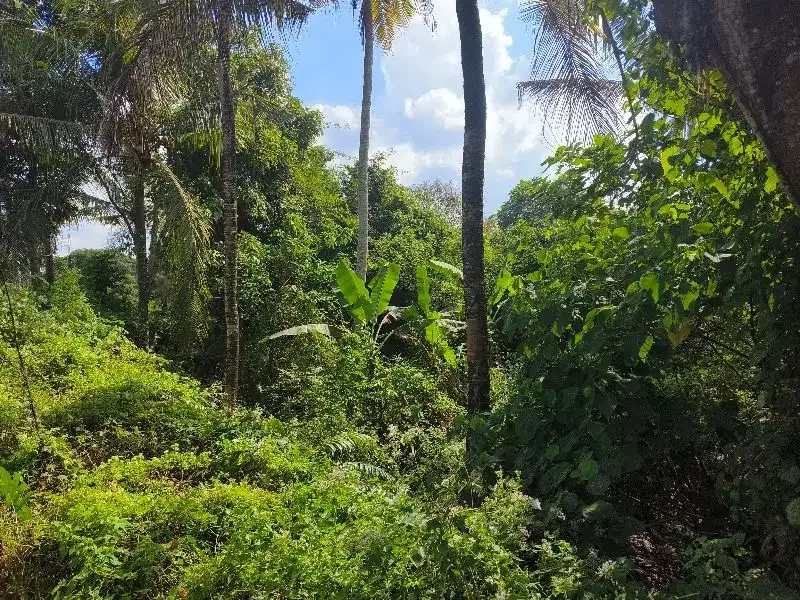 Dijual tanah murah los  sungai bebatuan dan view sawah ddi bali. - Image 6 of 10