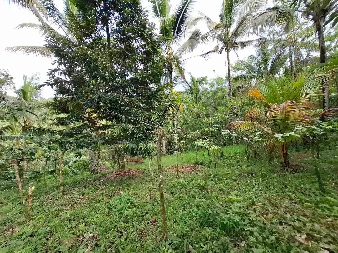 dijual tanah kebun murah los sungai jernih dengan view sawah dan gunung di tabanan bali - Image 5 of 10