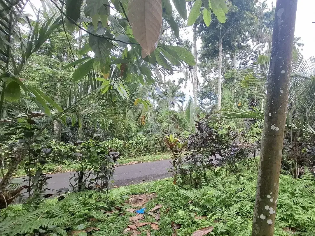 Dijual tanah kebun salak di selemadeg tabanan bali - Image 2 of 8