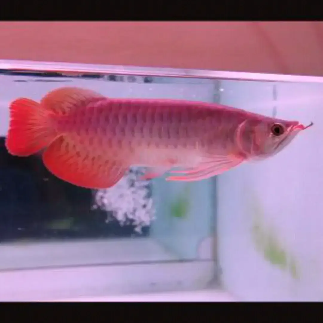 Arwana / Arowana Super Red Kalimantan (KUALITAS KONTES) - Image 2 of 6