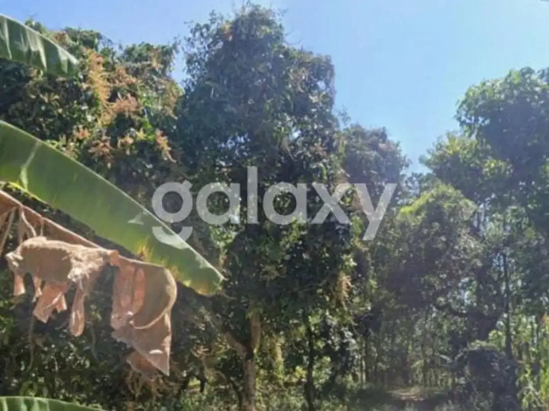 TANAH KEBUN SHM DI DESA BANGKALA KUBUTAMBAHAN SINGARAJA BULELENG, BALI - Image 4 of 8