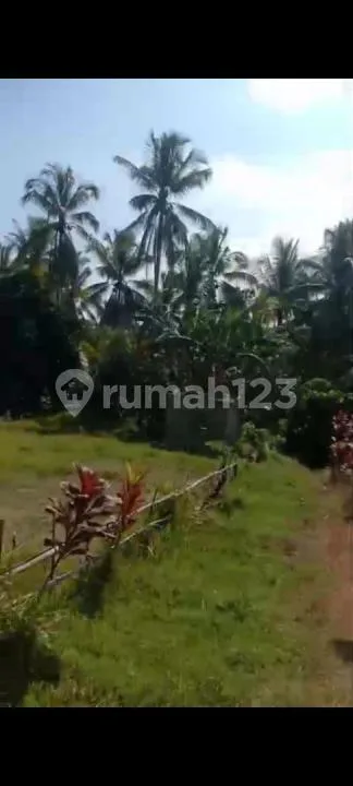 Tanah Kebun Murah, di Selemadeg Tabanan - Image 3 of 4