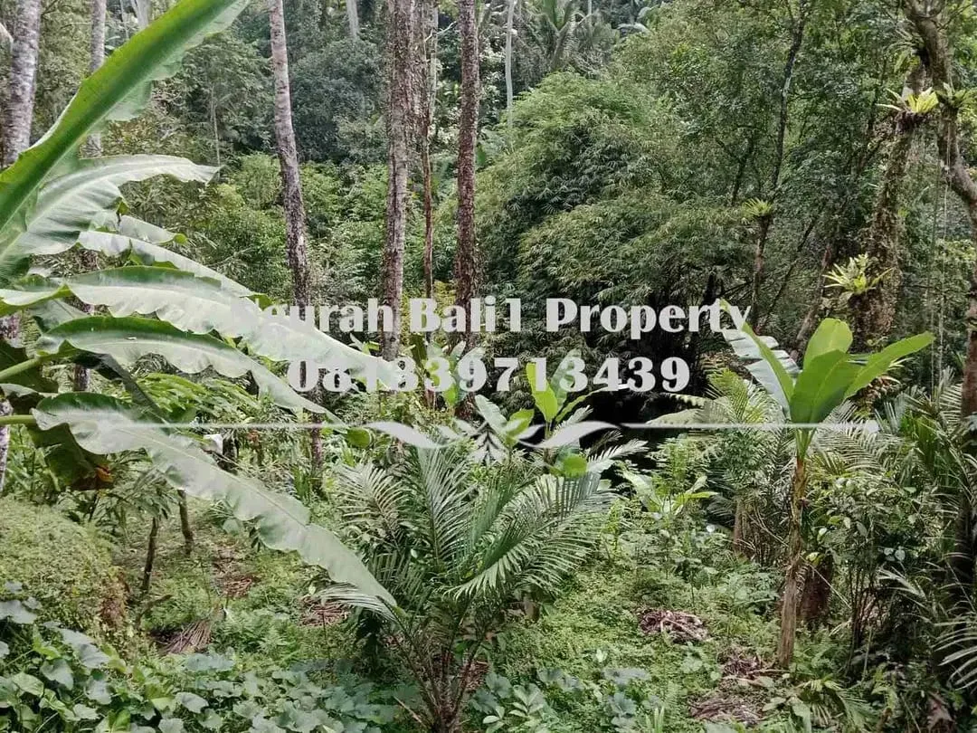 Disewakanl Tanah Murah Luas 55  Are Pemandangan Hutan di Ubud Pejeng - Image 2 of 7