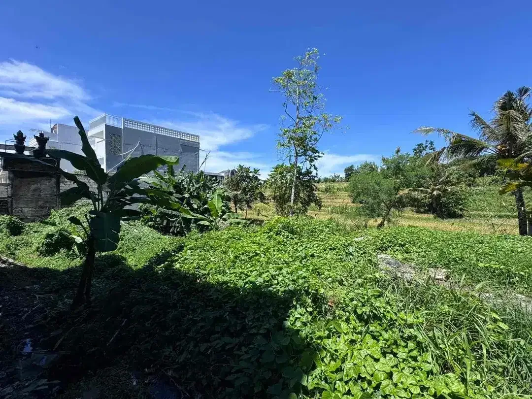 Dijual - Tanah Plot Kecil view Sawah Jalur hijau dan sungai
Lokasi Buduk - Image 2 of 4