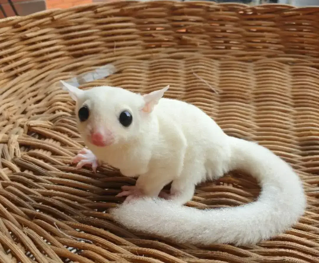 Sugar glider leucistic fullset - Image 1 of 4