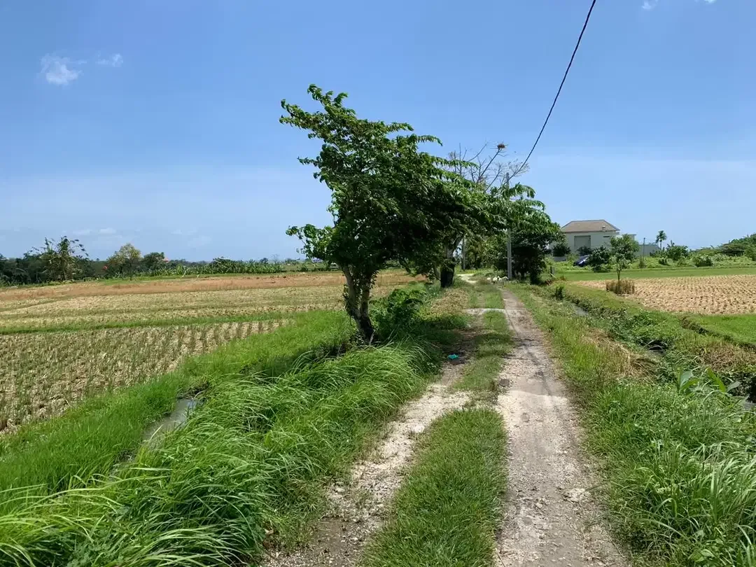 TANAH SANGAT LUAS DENGAN VIEW SAWAH LOKASI KEDIRI TABANAN - Image 6 of 9