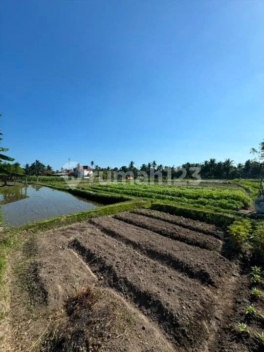 Dijual Tanah - Singakerta, Ubud View Sawah dan Sunset - Image 3 of 4