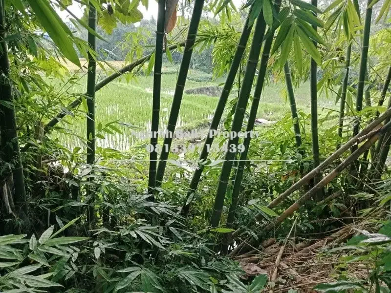 BUC Disewakan Tanah Murah Luas 2450 m2 View Sawah dan Sungai di Ubud - Image 1 of 6
