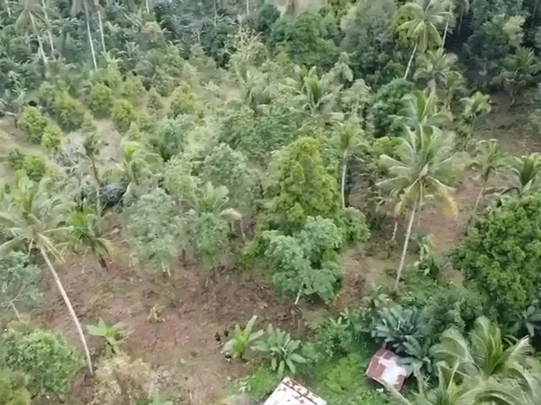 Tanah kebun di Gn Salak Selemadeg Timur Tabanan Dkt Eco Bali Stay Manca Restasurant - Image 5 of 7
