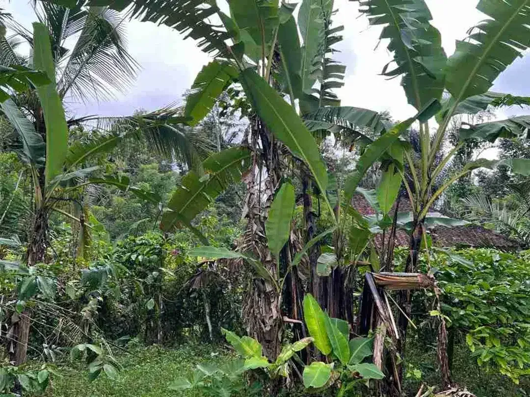 jual tanah kebun view sawah, gunung dan los sungai cantik di tabanan bali. - Image 10 of 10