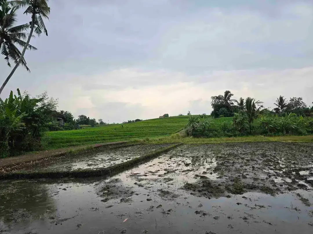 Dijual tanah murah view sawah dekat kota di tabanan bali - Image 8 of 10