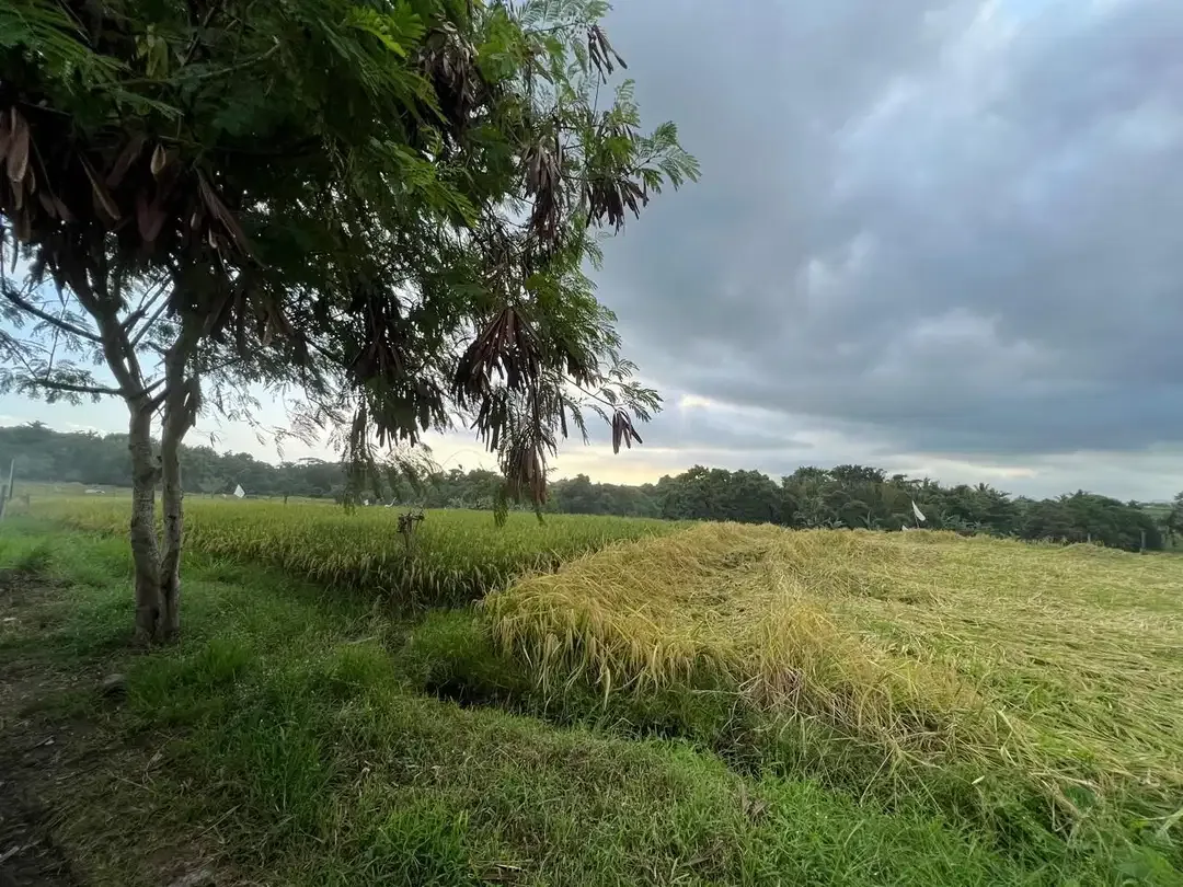 Dijual tanah dekat pantai Klecung Tabanan - Image 3 of 3