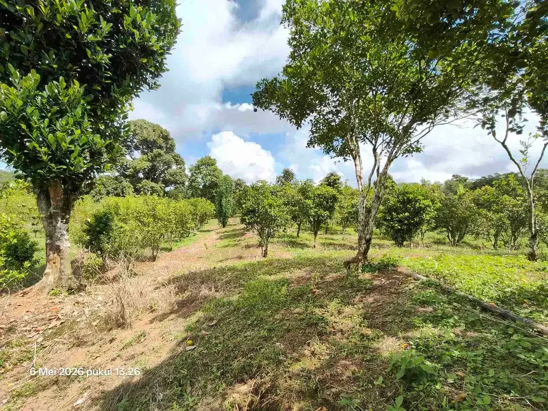 Tanah Kebun Jeruk Bisa untuk Kandang Peternakan di Kintamani Bali - Image 3 of 5