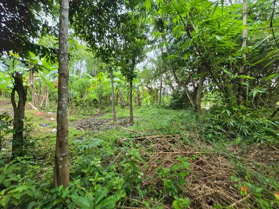 Dijual tanah murah view sawah dekat kota di tabanan bali - Image 6 of 10