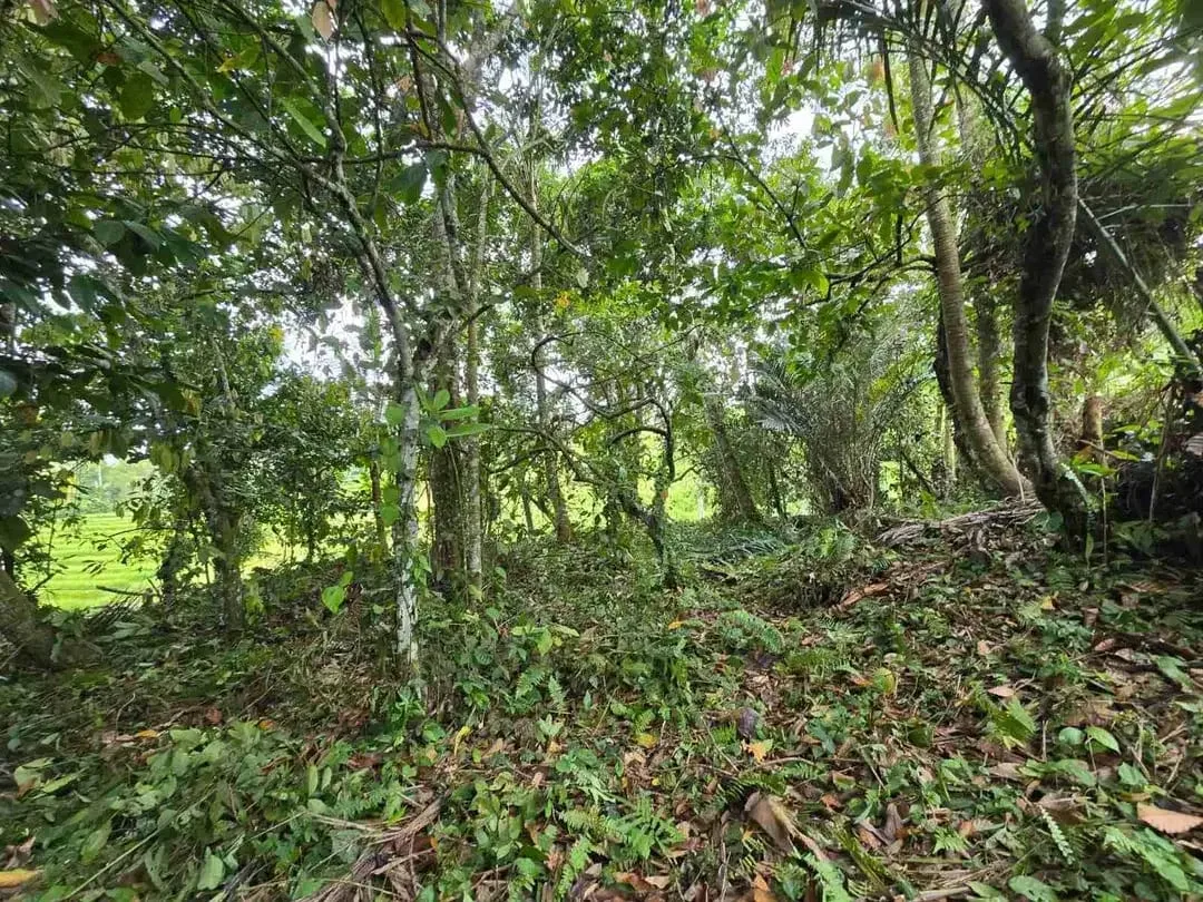 tanah kebun sangat murah dengan view sawah, gunung dan los sungai di tabanan bali - Image 6 of 10