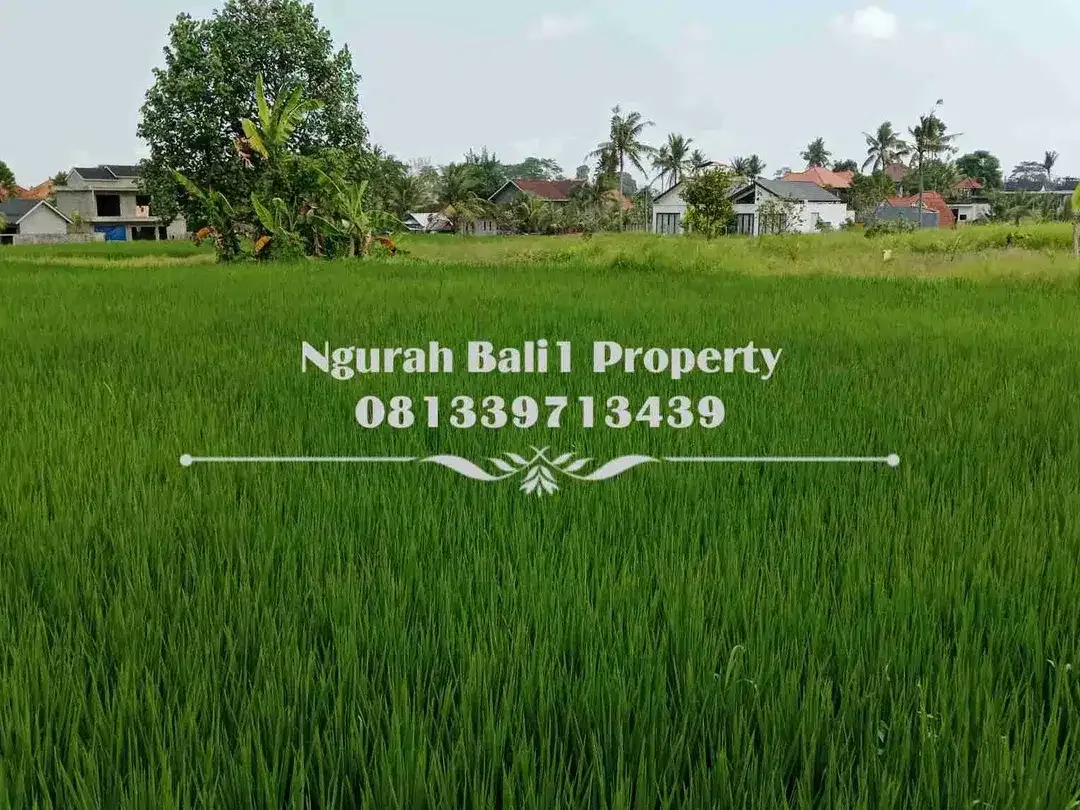 Tanah Dijual Murah Luas 47,95 Are Kawasan Villa di Tengkulak Ubud - Image 4 of 6