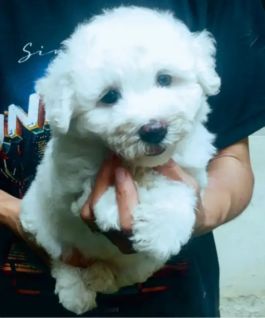 DIJUAL MURAH BICHON FRISE BETINA STAMBUM VAKSIN KUALITAS BAGUS - Image 3 of 4