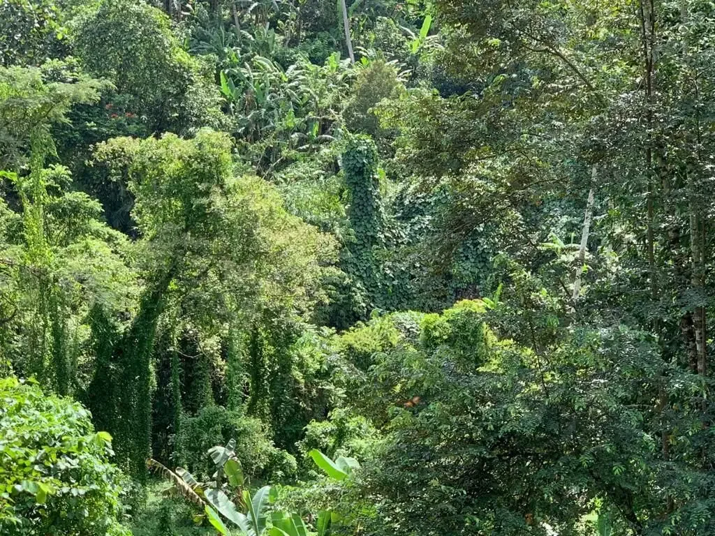 TANAH LOS SUNGAI COCOK UNTUK VILLA LOKASI BUWIT TABANAN - Image 5 of 10