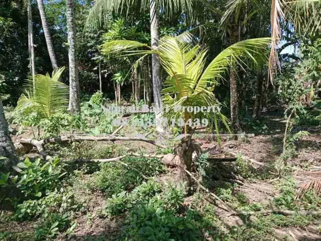 Disewakan Tanah Murah Luas 9 Are di Lodtunduh Ubud - Image 2 of 5