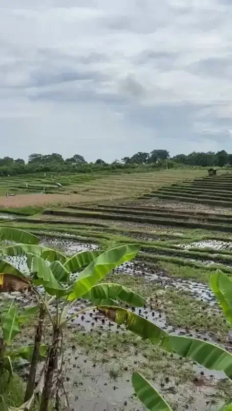 BUC TANAH VIEW SAWAH JALUR HIJAU PERERENAN - Image 1 of 9