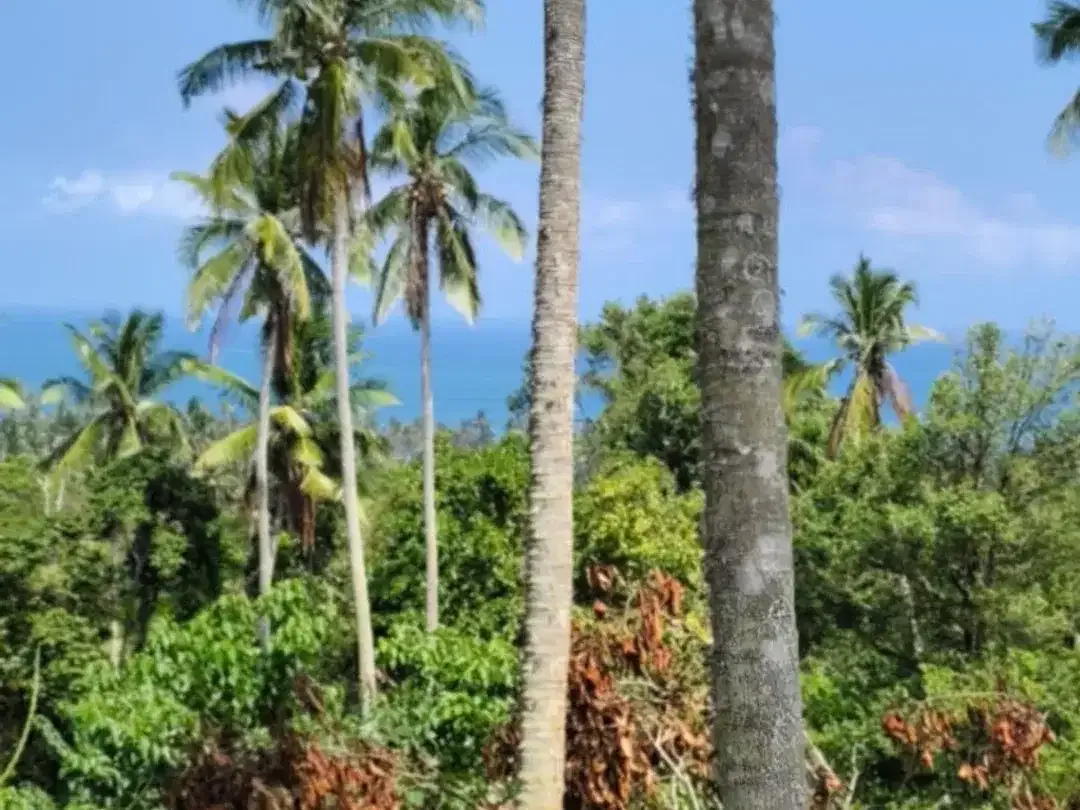 DIJUAL TANAH LUAS – BALIAN BEACH, TABANAN - Image 3 of 10