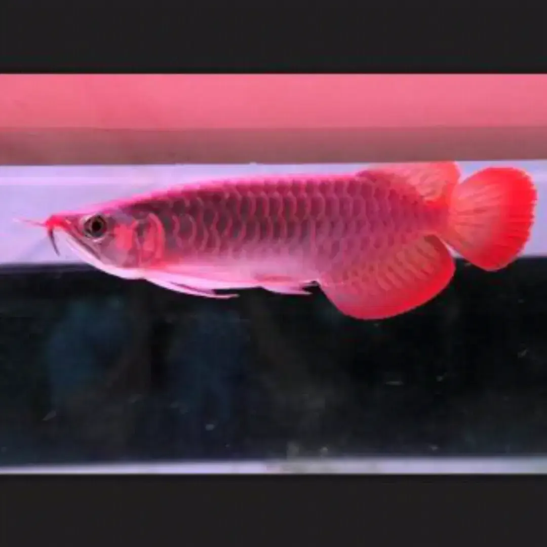 Arwana / Arowana Super Red Kalimantan (KUALITAS KONTES) - Image 3 of 6