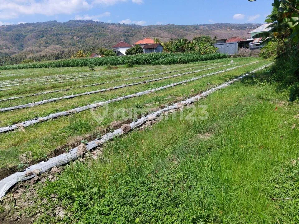 Tanah Premium Pinggir Jalan Utama Temukus - Seririt - Image 4 of 4
