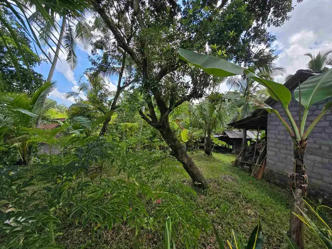 Dijual tanah murah los sungai di tabanan bali - Image 7 of 10